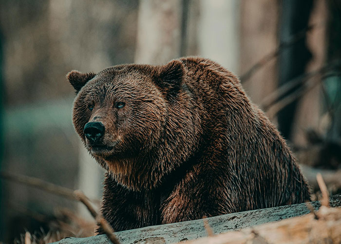 Brown bear in a remote and isolated forest, representing creepy and mysterious wildlife sightings in isolated places.