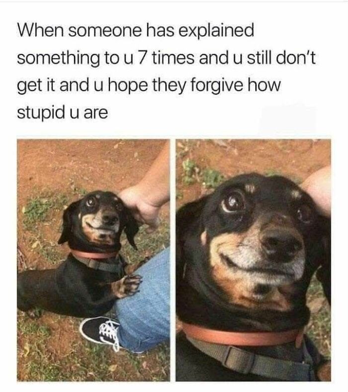 Dog with a guilty, confused expression being petted, featuring one of the cutest and sweetest animal memes to make you smile.