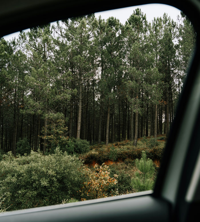 View of dense trees and forest bushes through a car window, showing the woods people couldn't sleep after visiting.