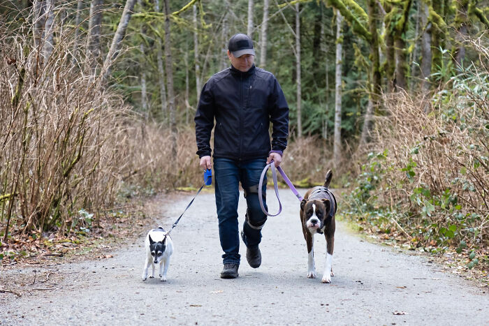 Man walking two dogs on a forest path, symbolizing men missed delivery babies and fatherhood moments outside.