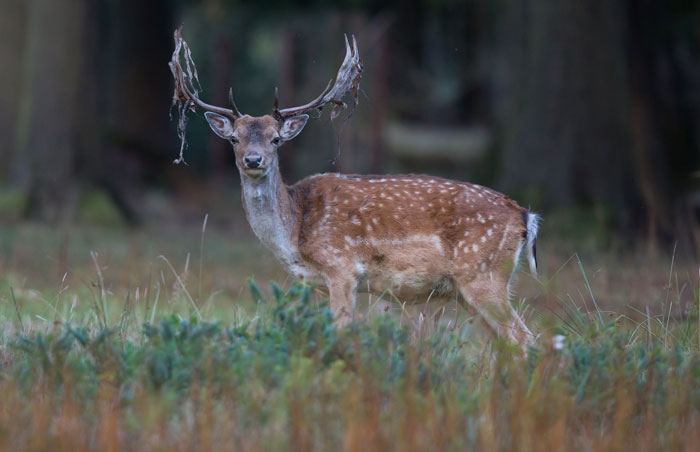 Deer with large antlers standing in the woods, surrounded by grass and trees, representing people who couldn't sleep in the woods.