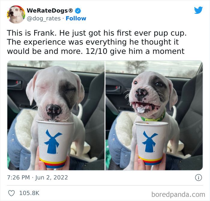 Cute dogs posts showing a happy puppy enjoying his first pup cup with a joyful expression inside a car.