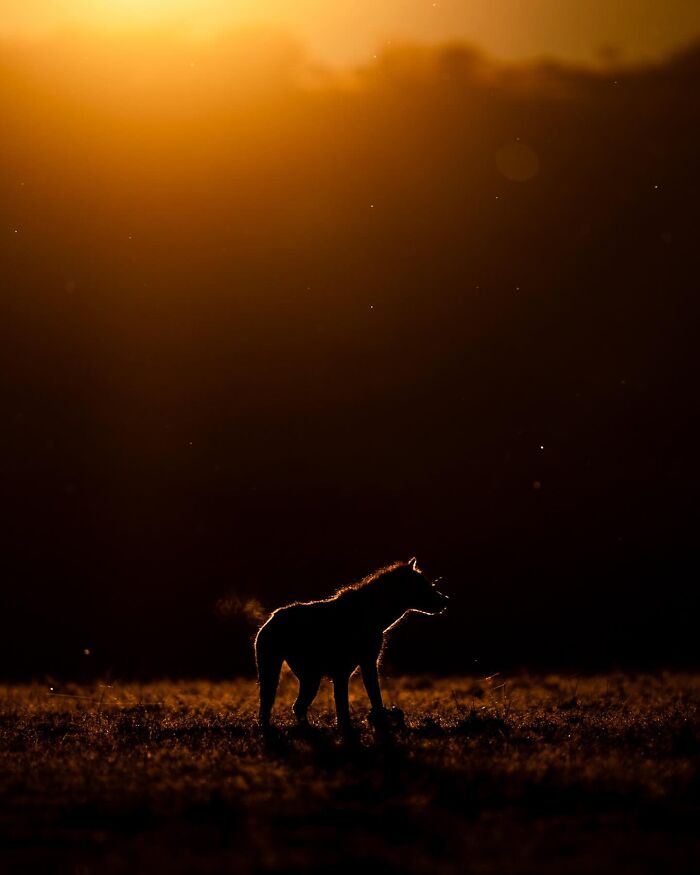 Wildlife silhouette of a dog-like animal at sunset with a glowing outline against a dark, warm-toned background.