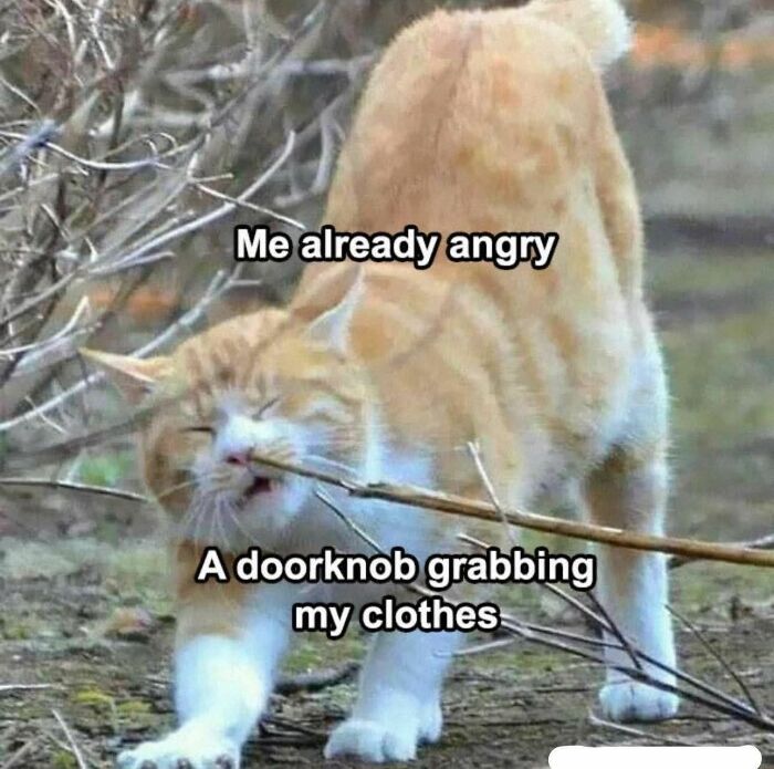 Ginger cat stretching and biting a stick with caption about anger, a cute and sweet animal meme.