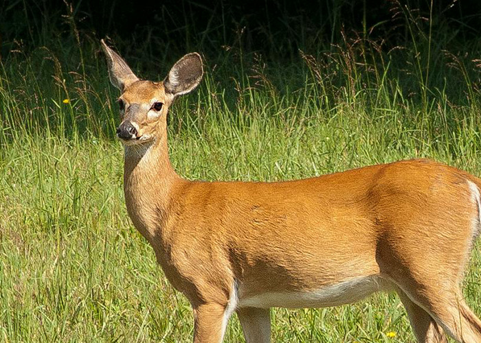 Deer standing in green grass in a field, illustrating unexpected subjects related to 911 operators and non-emergency calls.