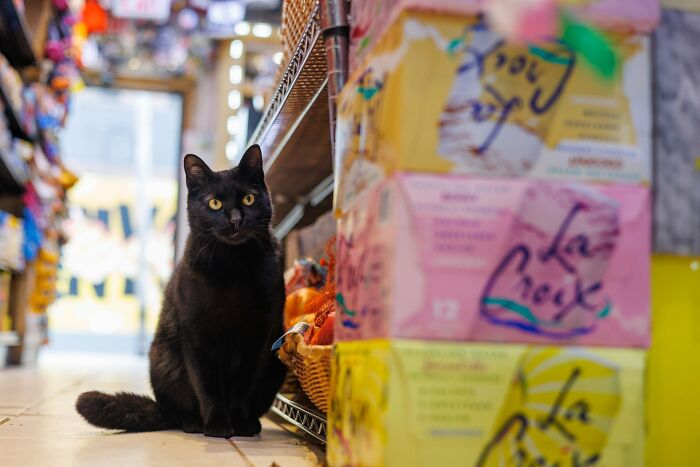 The Bodega Cat Union Finally Has A Contract On The&nbsp;table