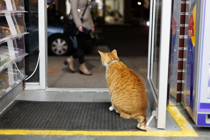 The Bodega Cat Union Finally Has A Contract On The&nbsp;table