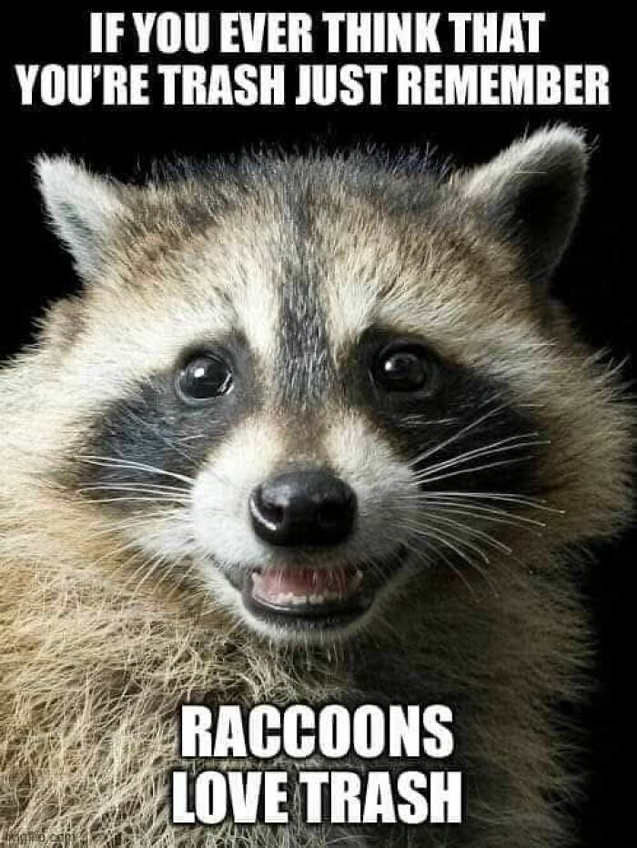 Close-up of a raccoon with a funny meme caption, part of cute and sweet animal memes to make you smile today.