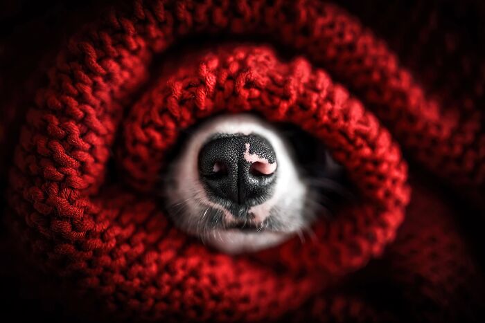 Close-up of a dog nose wrapped in a red knitted fabric, one of the best dog photos recognized by pet photography awards