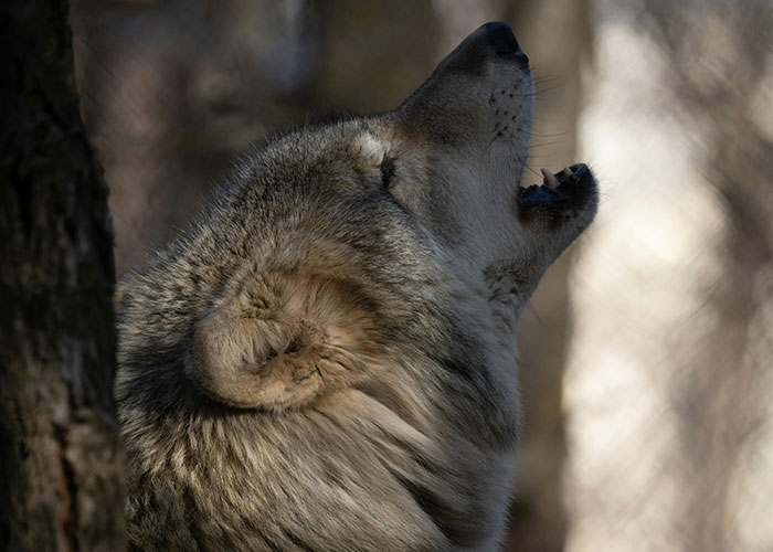 Wolf howling in a remote forest, symbolizing creepy and mysterious things witnessed in isolated places.