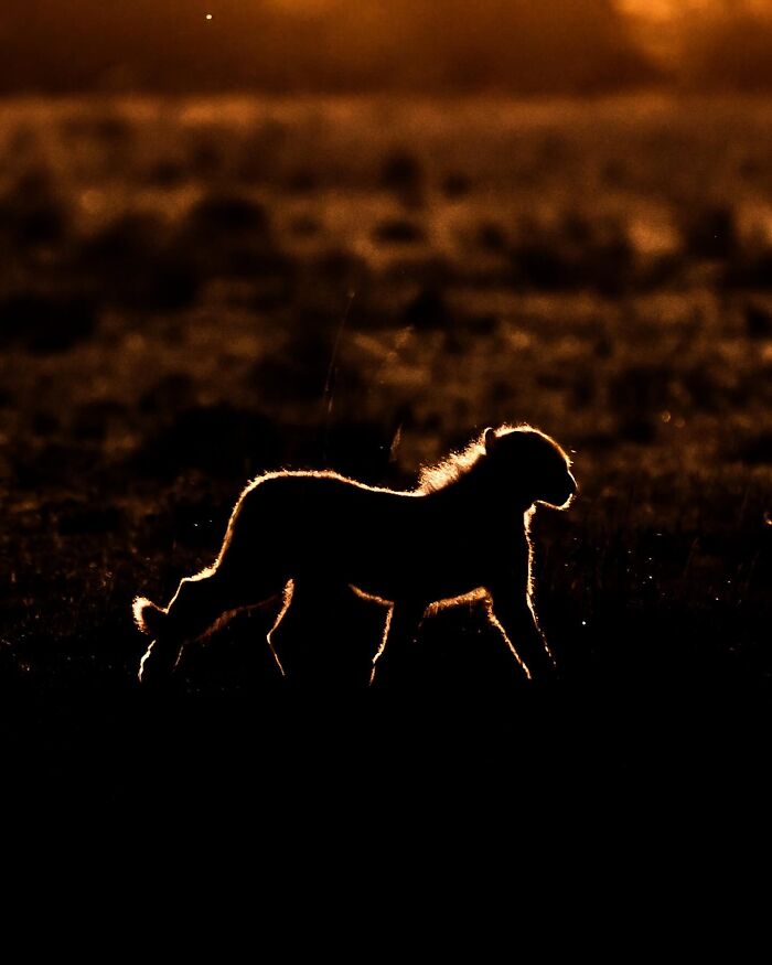 Silhouette of a walking baboon highlighted by the glowing sunset light in a natural wildlife setting at dusk.