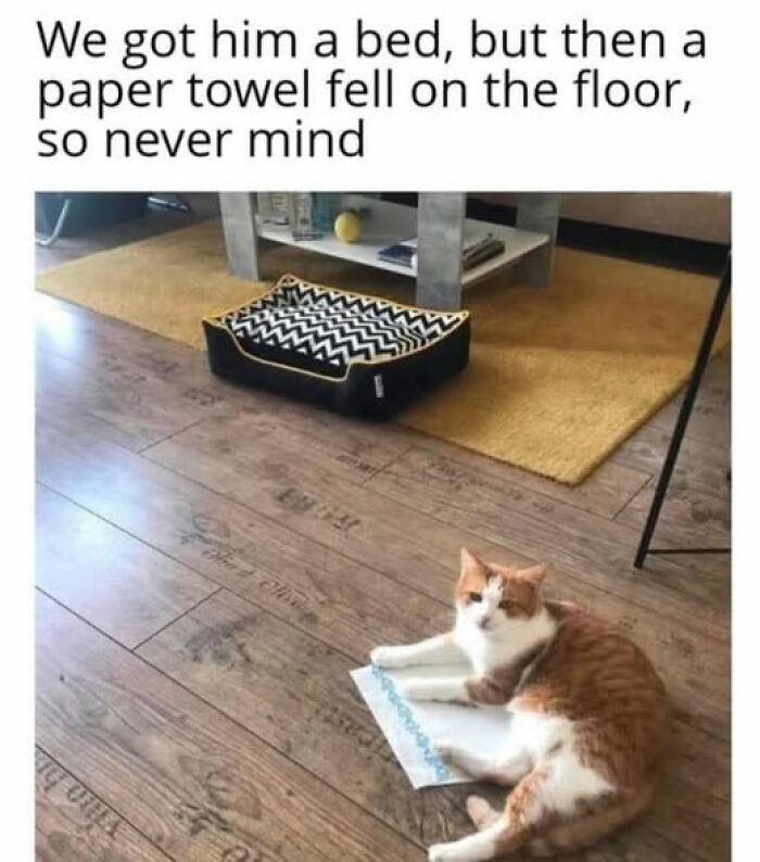 Orange and white cat lying on paper on the floor instead of the bed, showcasing pets behaving like jerks humorously.