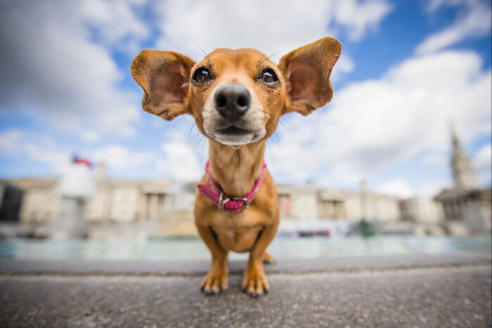 Close-up of a small dog with large ears posing outdoors in a vibrant setting, one of the best dog photos worldwide.