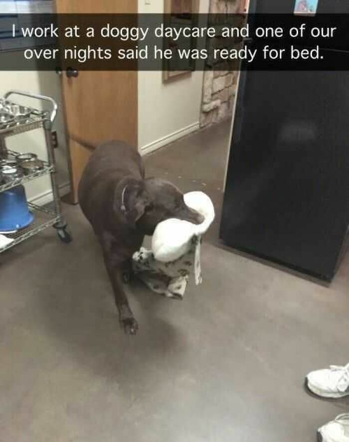 Black dog carrying a stuffed toy in a daycare setting, showing a cute dogs posts moment ready for bed.