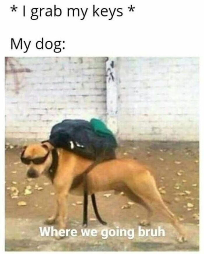 Dog wearing sunglasses and carrying a backpack, stretching with caption about going somewhere in cute and sweet animal memes.
