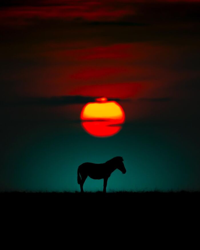 Wildlife silhouette of a solitary animal against a vibrant red and orange sunset sky with dark clouds.