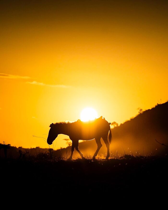 Wildlife silhouette of a horse walking at sunset with a bright golden sky and sun in the background.
