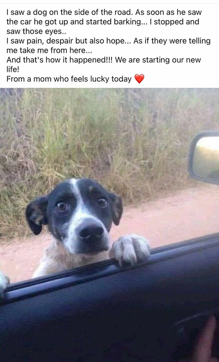A cute dog peeking into a car window, capturing a heartfelt moment shared by people with their cute dog pics.