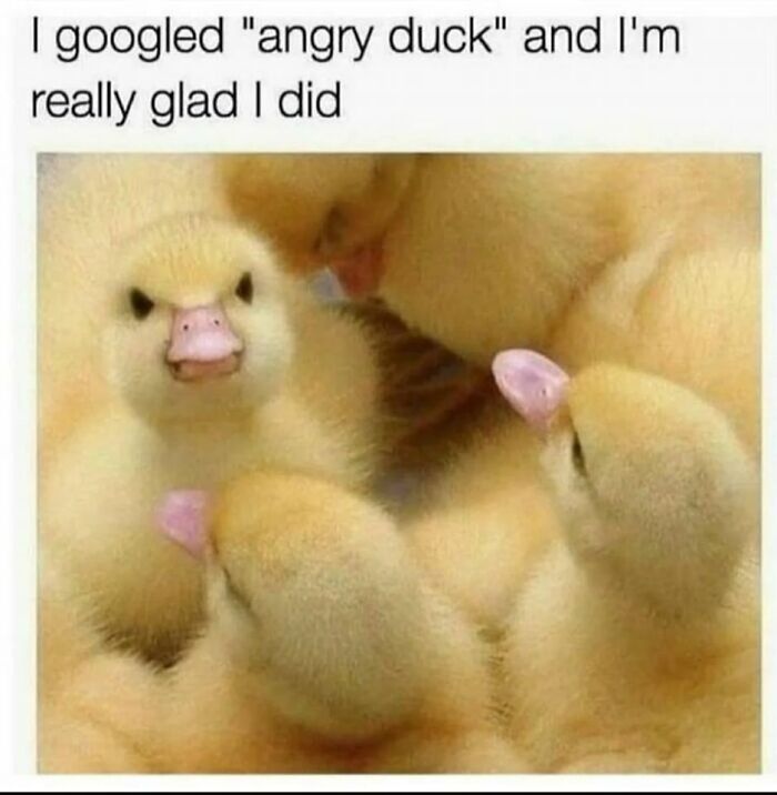 Fluffy yellow ducklings with one looking angry among a group, perfect for sweet and wholesome pics to cleanse your feed.