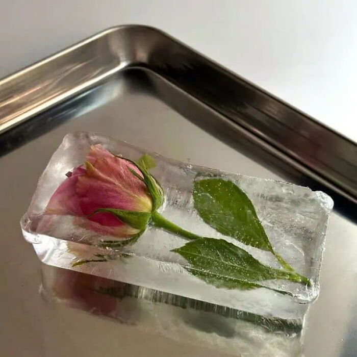 Pink rose frozen inside a clear ice block placed on a reflective metallic tray for a trippy pictures effect.