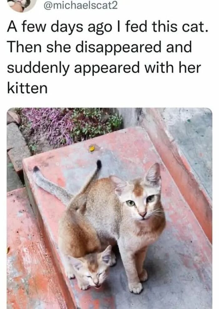 Cat owners caught their adorable pets behaving like jerks: a cat reappears with her kitten after disappearing for days.