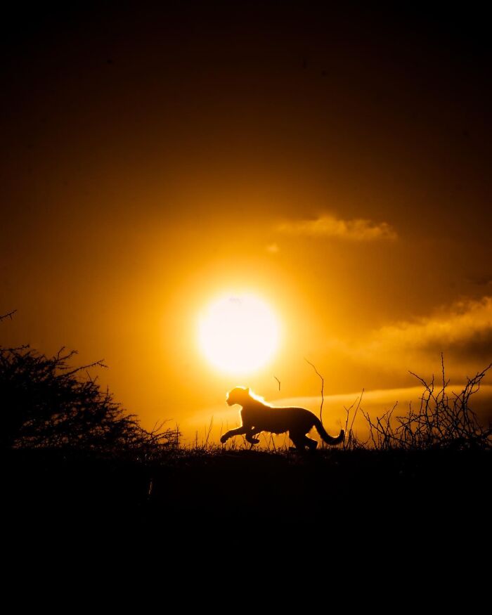 Wildlife silhouette of a big cat walking against a large glowing sun during a vibrant sunset scene.