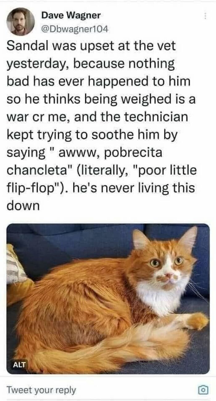 Orange and white cat looking upset on a couch, capturing a moment of pets behaving like jerks by their owners.