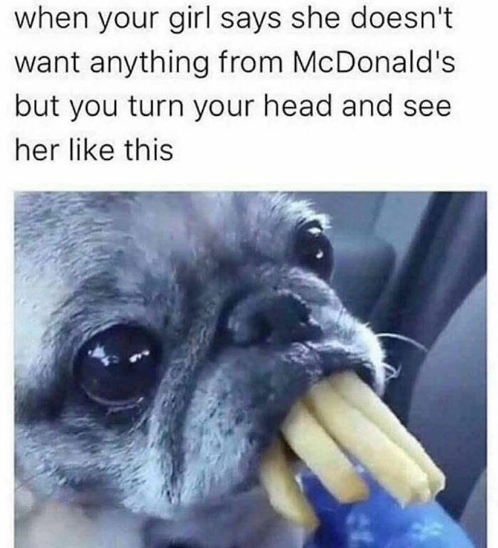 Cute and sweet animal meme of a dog holding fries in its mouth with a humorous McDonald's caption to make you smile today