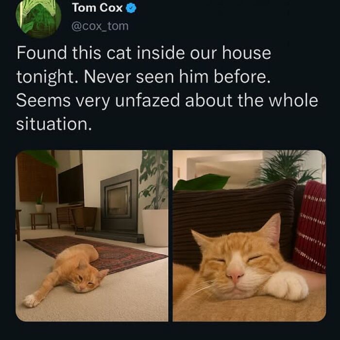 Orange cat behaving like a jerk caught lounging inside a house, unfazed by the situation in cozy living room setting.