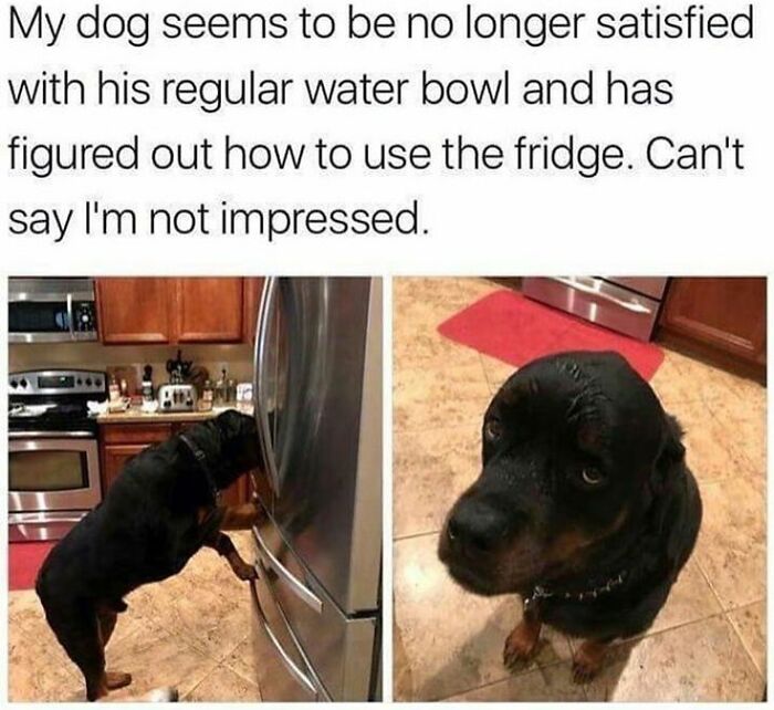 Dog opening fridge door to get water, showing clever and cute behavior in a kitchen setting for cute dogs posts.