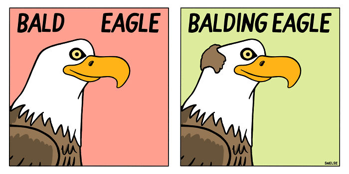 Funny illustration and comic showing a bald eagle versus a balding eagle by an artist to make people chuckle.