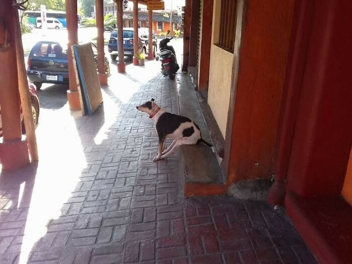 A dog sitting awkwardly on a narrow ledge on a sunny sidewalk, captured in a hilarious moment caught on camera.