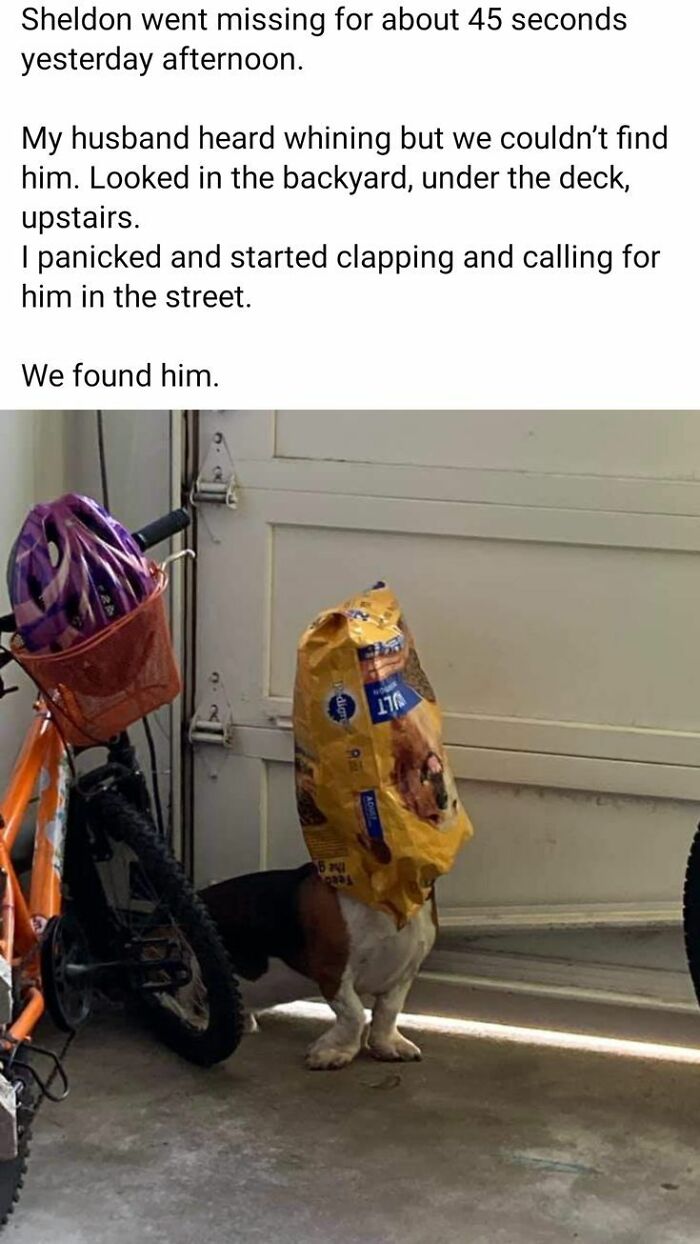 Dog with a food bag stuck on its head in a garage next to a bike, featured in cute dogs posts.
