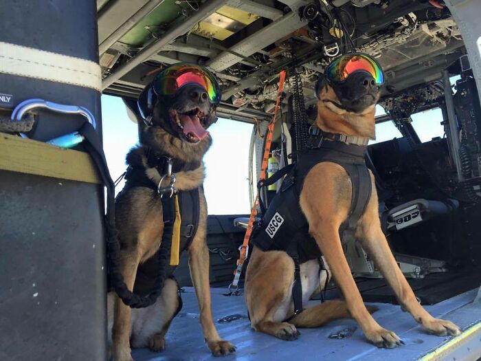 Two working dogs wearing goggles inside a helicopter, showcasing unique jobs that make a 9-to-5 more bearable