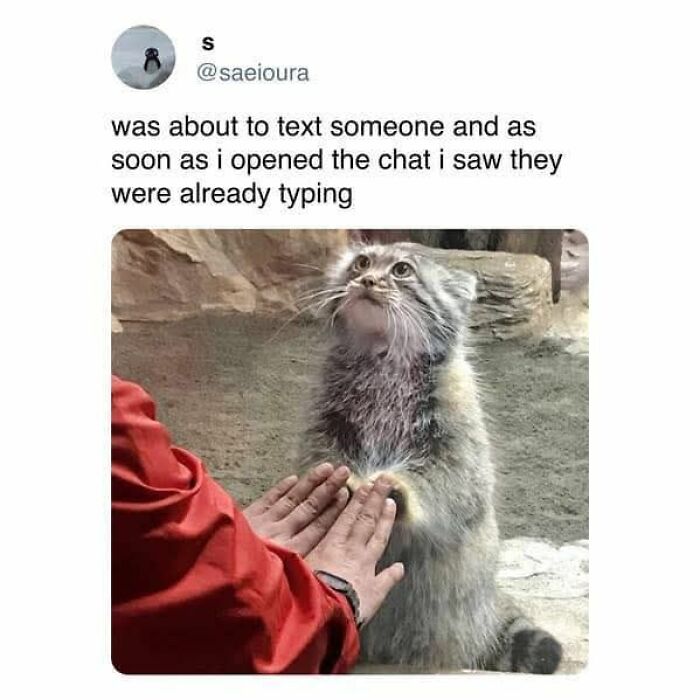 Surprised fluffy animal looks up as person places hands near it, creating funny meme for cute animal content.