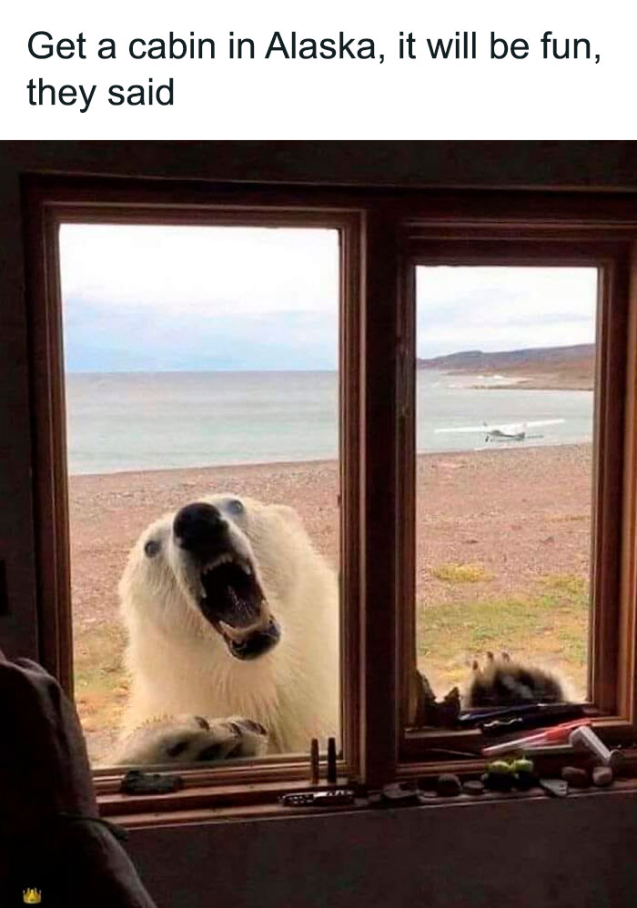 Polar bear outside a cabin window in Alaska, illustrating existence and reality in a wild, natural universe scene.