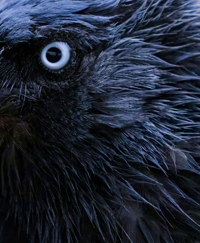 Close-up of a dark bird’s intense eye and detailed feathers, evoking the eerie woods where people couldn’t sleep.