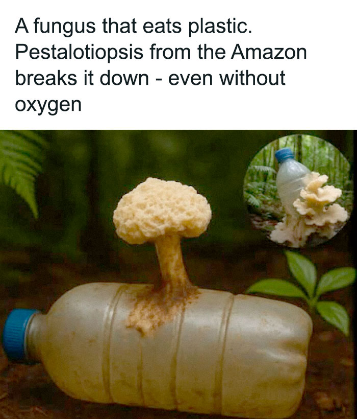 Fungus growing on plastic bottle in forest, illustrating existence and reality in nature and the universe.