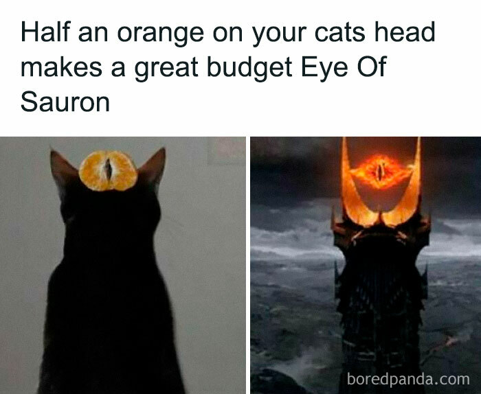 Black cat with half an orange on its head resembling the Eye of Sauron in a funny chaotic cat meme.
