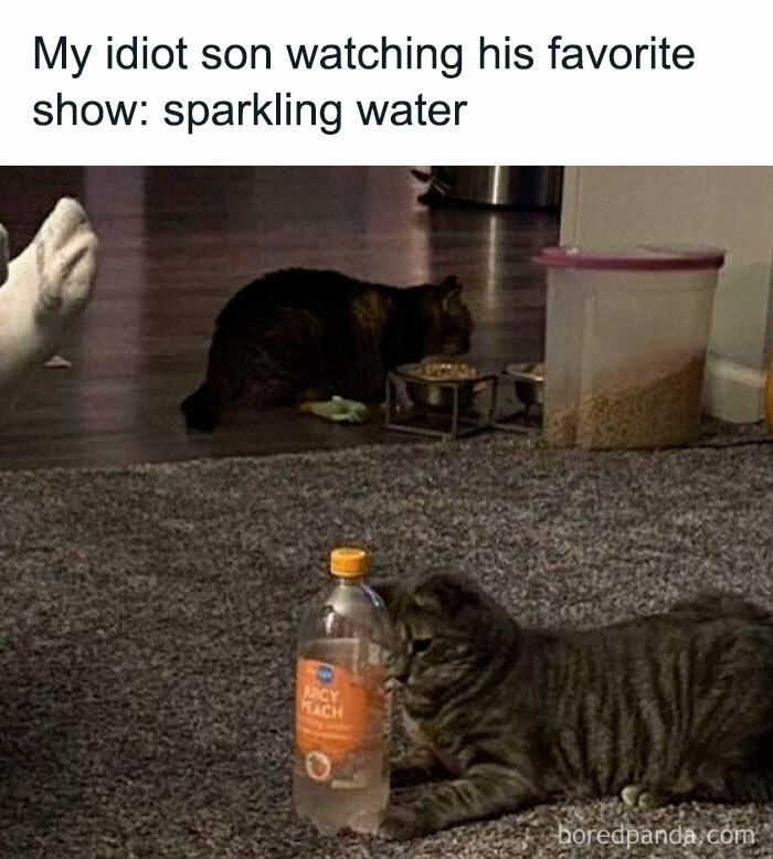 Cat lying on carpet intently watching a sparkling water bottle, showcasing cute and chaotic cat content.
