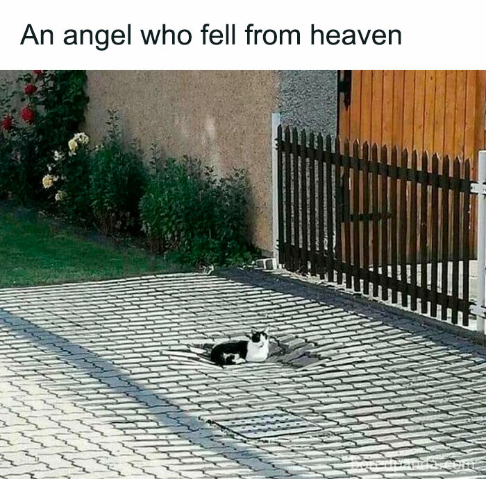 Black and white cat lying in a shadow on a paved driveway, perfect cute and chaotic cat content meme.