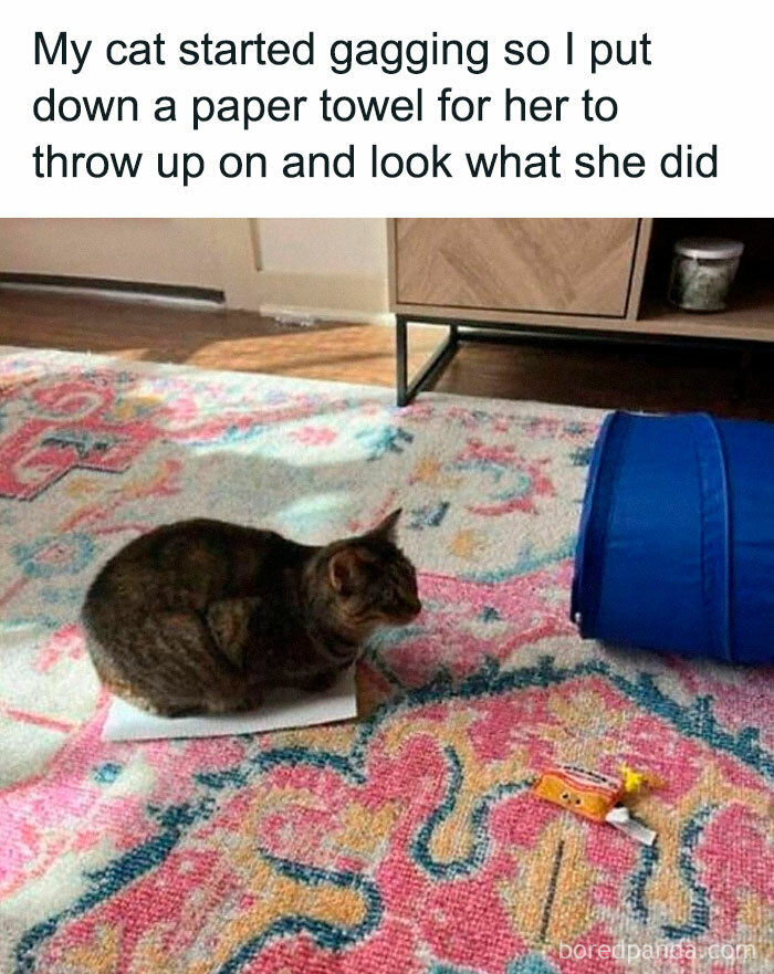Tabby cat sitting on a paper towel on a colorful rug, illustrating cute and chaotic cat content humor.