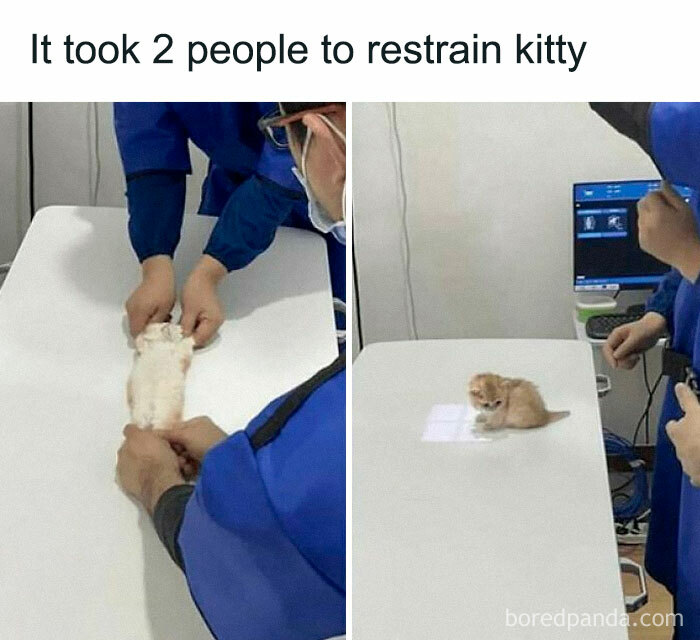 Two people in blue uniforms gently restrain a tiny kitten on a white table for a medical exam, showcasing cute and chaotic cat content.