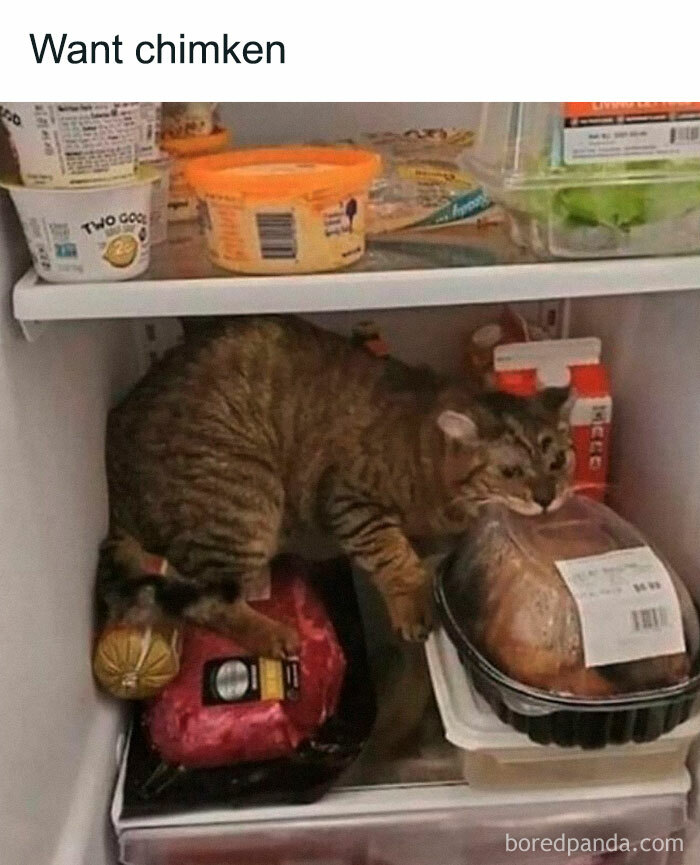 Tabby cat inside fridge biting packaged chicken, showcasing chaotic cat content and cute cat behavior.