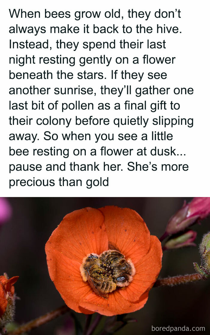 Close-up of bees resting on an orange flower, illustrating a peaceful moment related to existence and the universe.