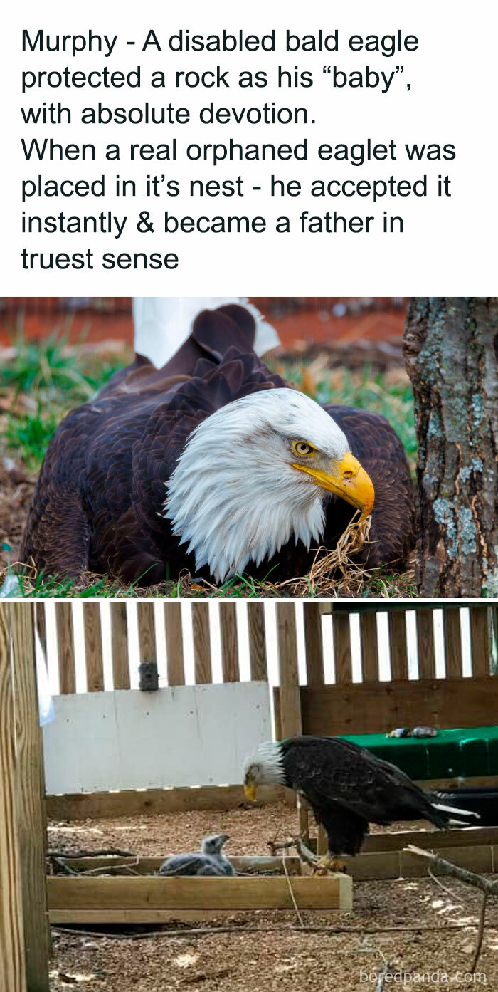 Disabled bald eagle shows devotion by protecting a rock before accepting a real eaglet, illustrating existence and reality themes.