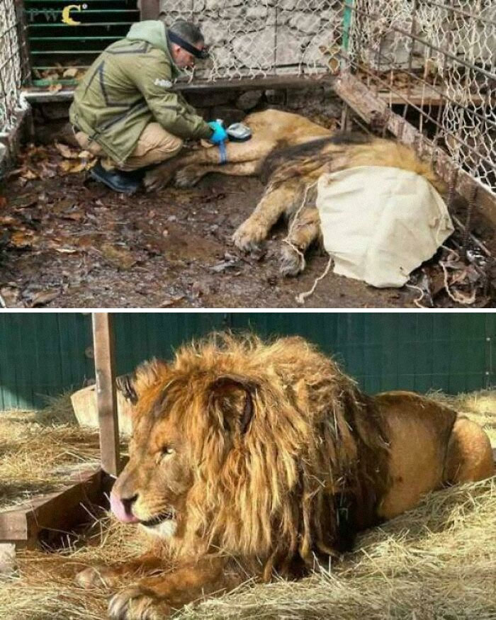 Wildlife researcher examining a tranquilized lion in a cage, emphasizing existence and reality in the natural universe.
