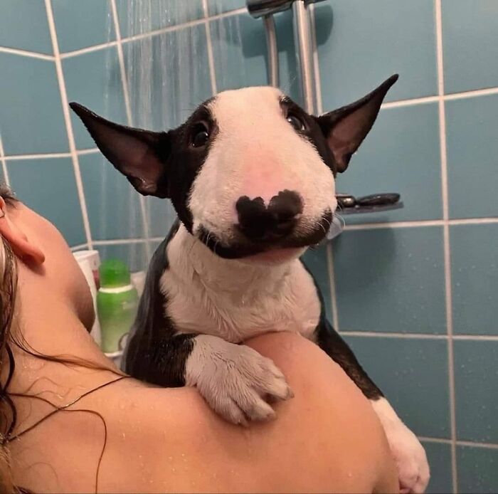 Hilarious moment of a bull terrier being held in a shower, showcasing funny animal expressions and important animal images.
