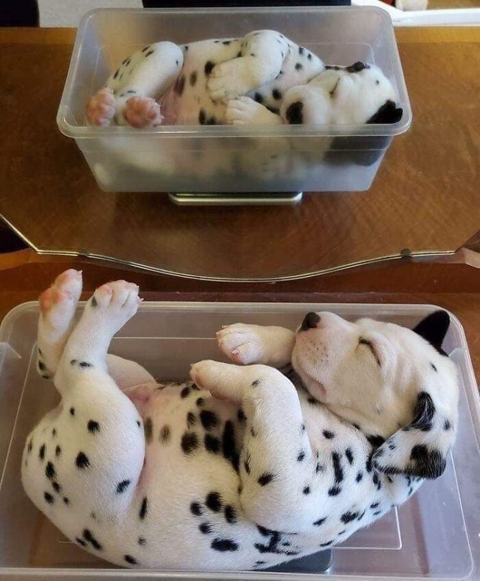 Dalmatian puppy sleeping curled up inside a small transparent container, showcasing funny animal moments caught on camera.