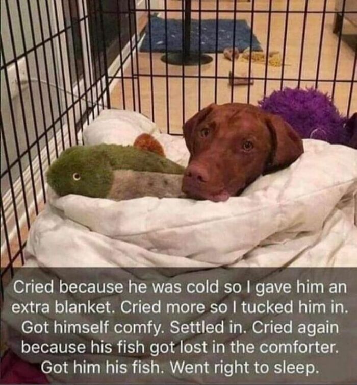 Brown dog wrapped in blankets inside a crate with a green plush toy, showing a cute dogs posts moment of comfort.